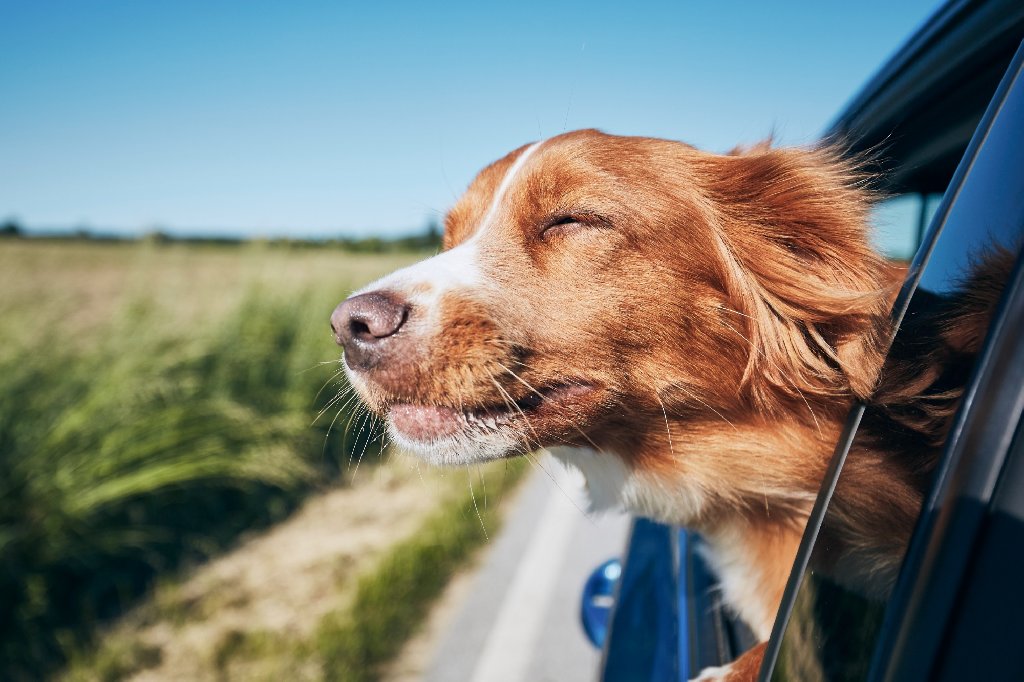 hondenlucht uit auto verwijderen blog vaartland